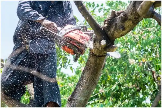 tree services Cottonwood Heights